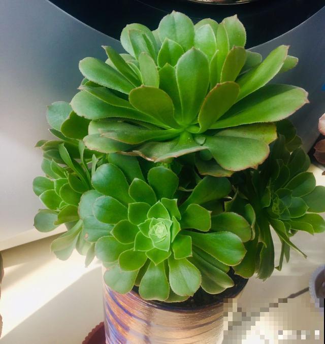 一次疫情，荒芜不了整个春天，阴霾会过去，鲜花也会盛开！