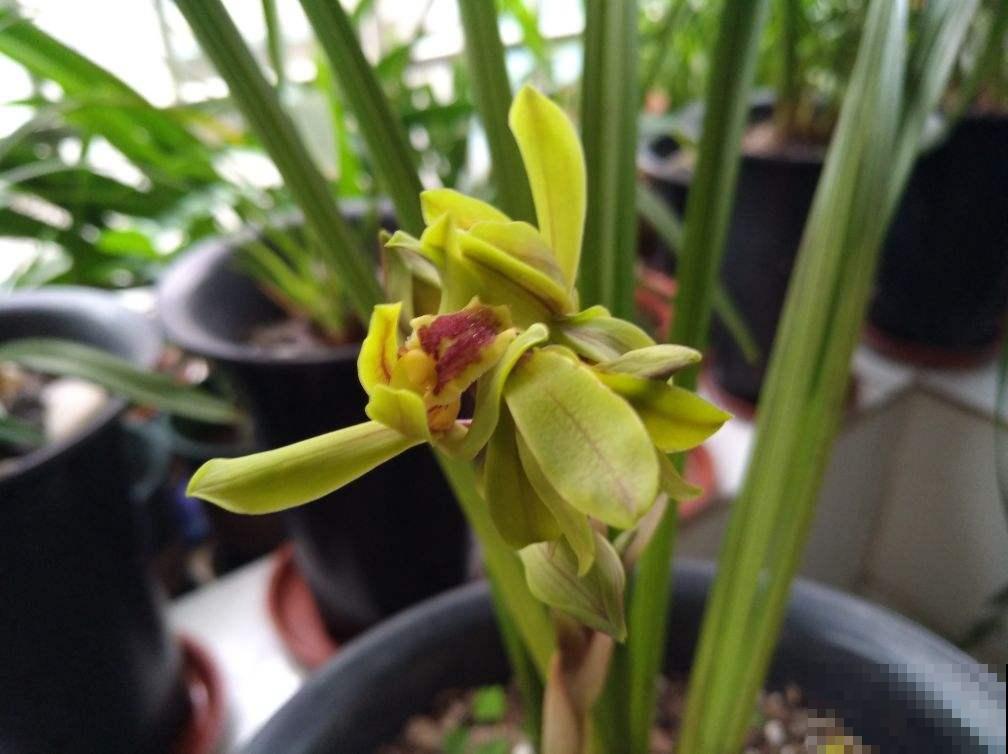 家里养这花，寓意好，旺家宅，一盆也舍不得送