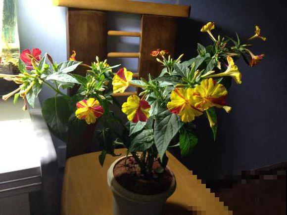 小时候经常玩的4种花，农村遍地都是，名字土开花却很美！