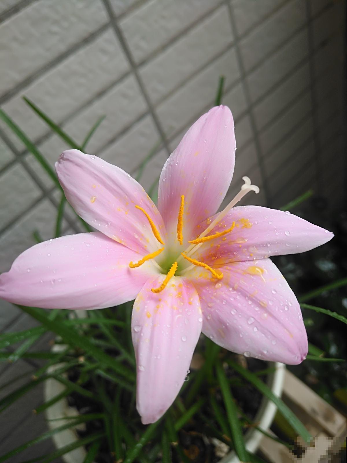 这花不怕晒也不怕雨，只要种土里，蹭噌开花，特好养