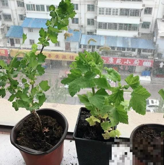 阳台也能种水果，这4种果树盆栽，耐旱耐热挂果多！