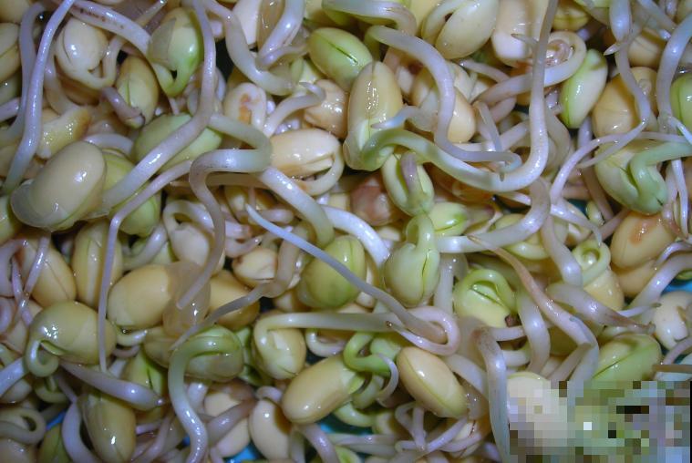 塑料盆发豆芽，5天长一盆，健康又美味！