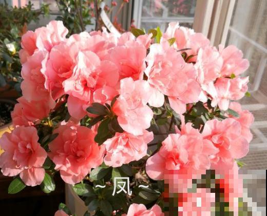 家里养杜鹃，一要湿、二要酸，叶子茂盛开花艳！