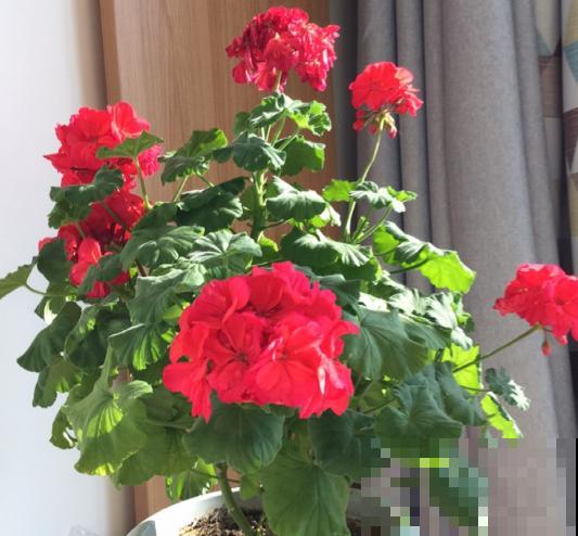 2种液体擦叶子，叶片跟打蜡似的，光泽感十足！