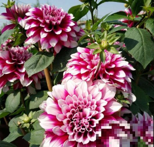 农村一种地瓜花，花开碗口大，居然还是老外的国花？