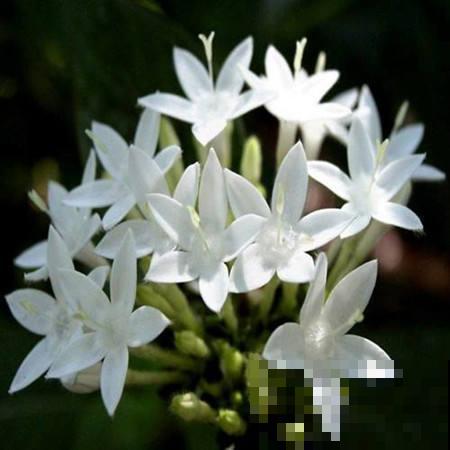 这花晚上才会开，谁见了都感叹：太漂亮了！