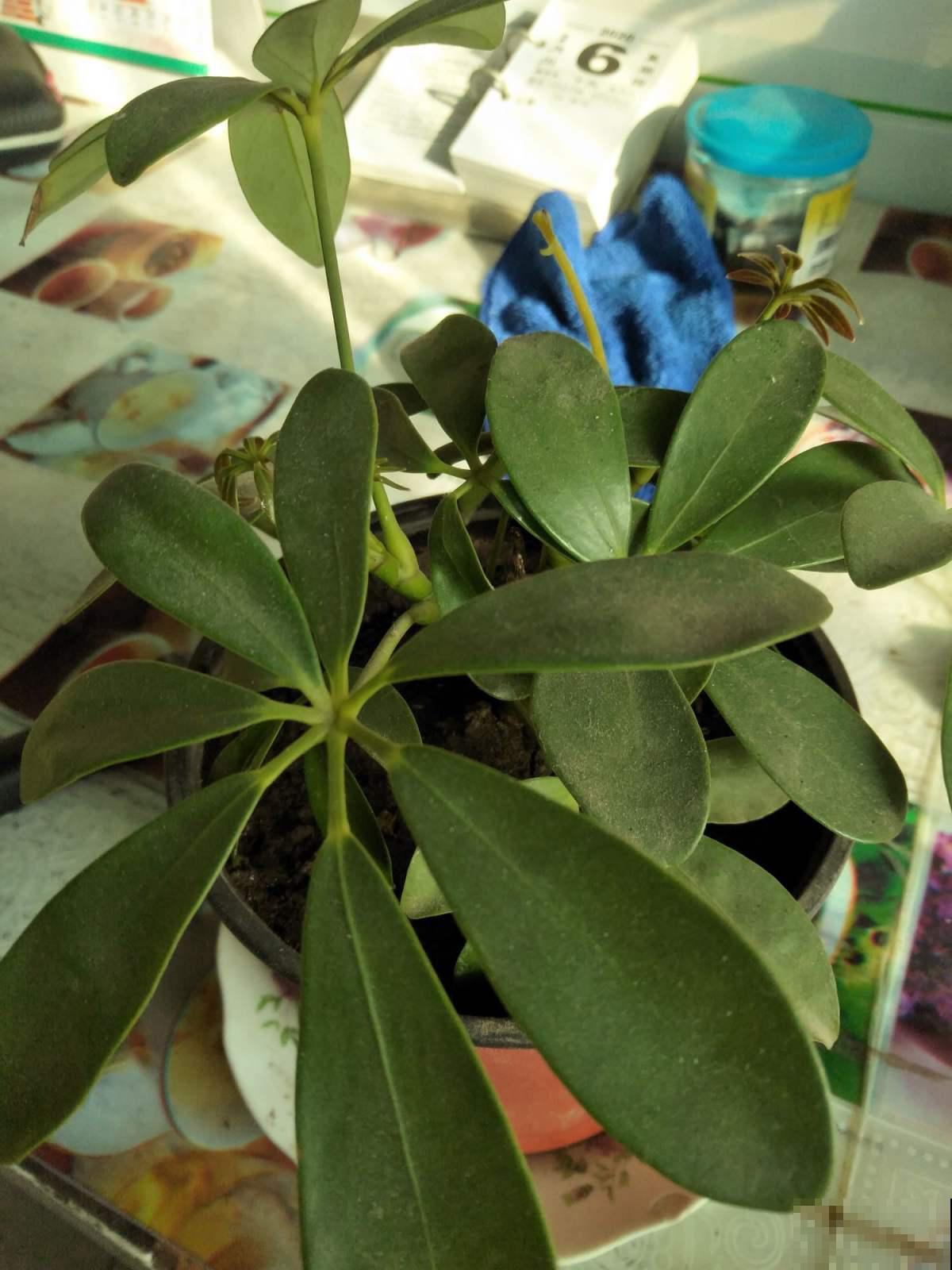这花最适合冬天养，净化空气能力比绿萝好，还能杀菌吸废气！