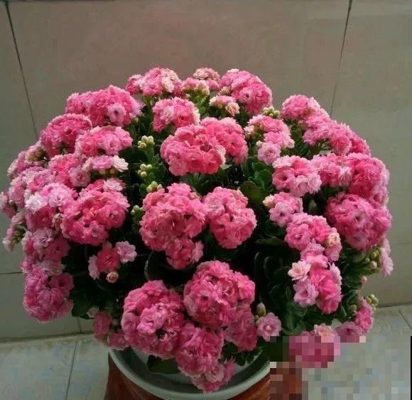 1棵长寿花，冒出124个花箭，开花开成大锅盖，咋养的？