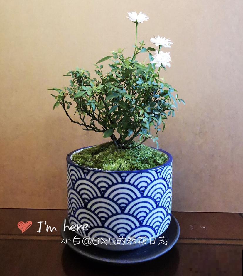 这花得小心养，花盆越根越壮，否则积水又烂根