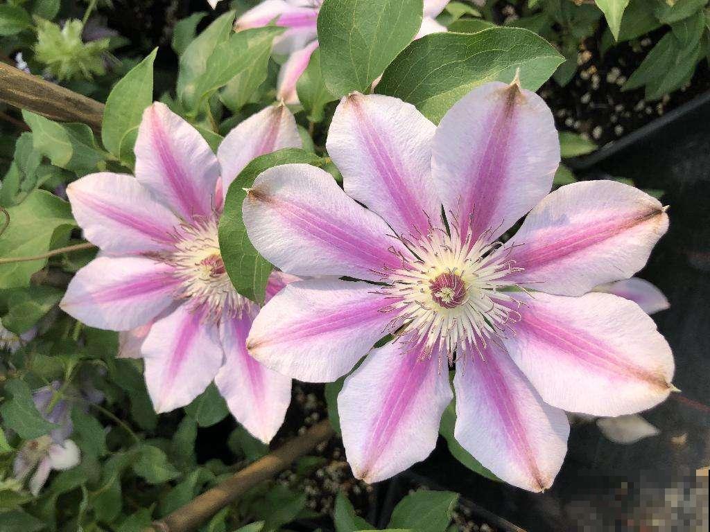 能让人养“上瘾”的花，每一朵花都是颜值顶峰，看了让人挪不开眼