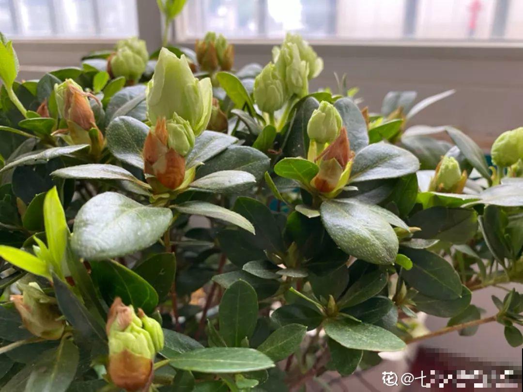 这花公认难养，买回家没开两天，叶子发黄全都往下掉！