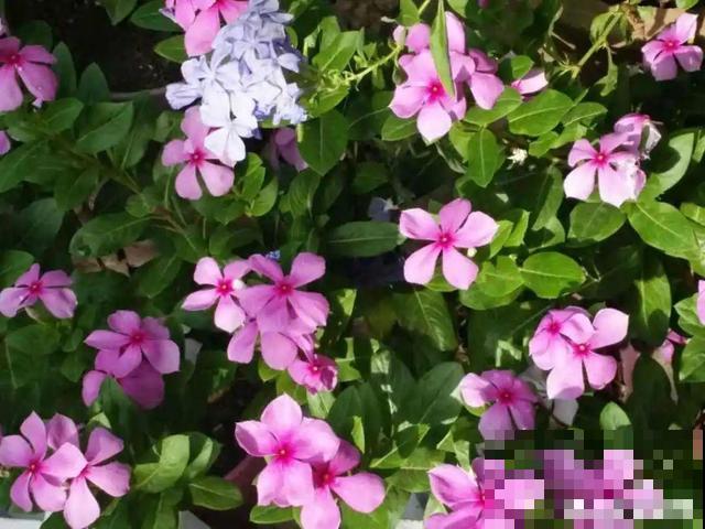 3月开始，8种花随便养，开花多长得快，新手也能养爆盆！