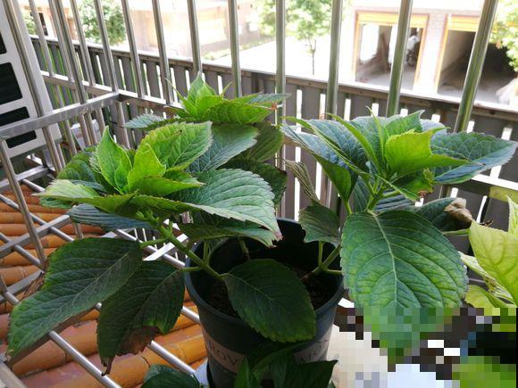 春天给花换盆，遇到这3种情况不能换，换了你会后悔的！