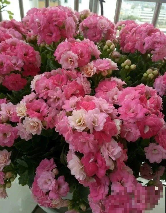 1棵长寿花，冒出124个花箭，开花开成大锅盖，咋养的？