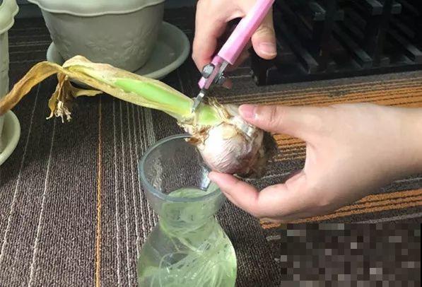 这花真奇葩，越开花叶子越黄，掐一把、来年继续开！