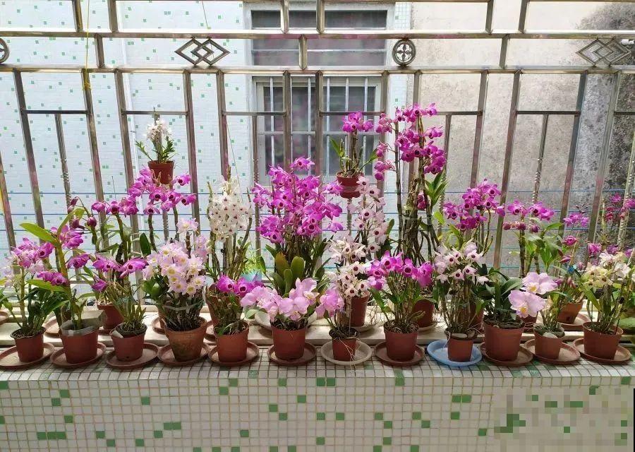 20种春天爆盆花，阳台养一盆，天一暖和就开爆！