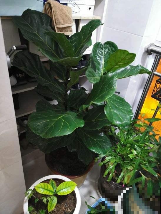 这花真是太难养了，买一盆死一盆，新手还是要谨慎