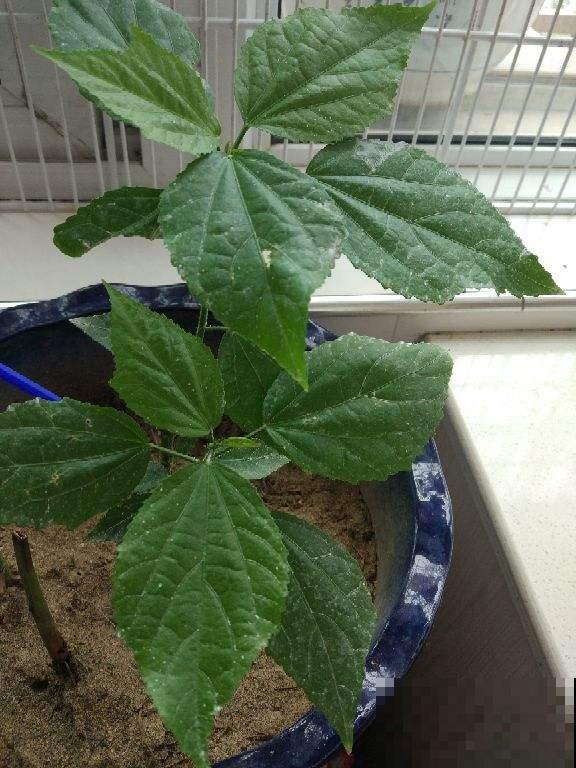 小黑飞真让人头疼，花盆里浇点它，虫子少一半