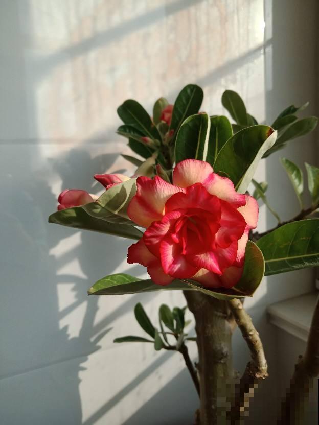 这花长了个大肚子，千万别多浇水，水一多准烂根
