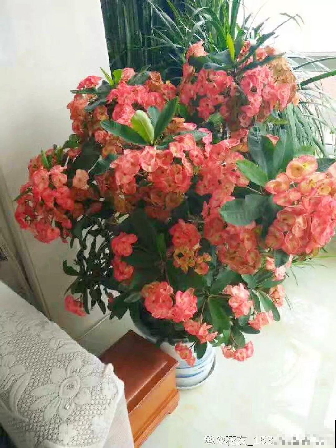 最长寿的9种花，一年四季都在开，剪了之后还能接着开！