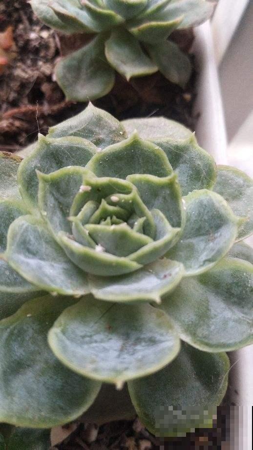 特烦人的蚧壳虫，爬的满叶子都是，用它擦叶子，虫子全掉光