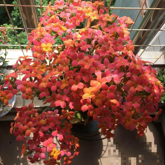 长寿花品种这么多，你只认识一种，太可惜！