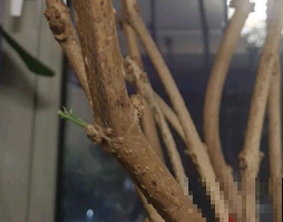 半死不活的幸福树，被我狠心砍一刀，结果冒出好多芽！