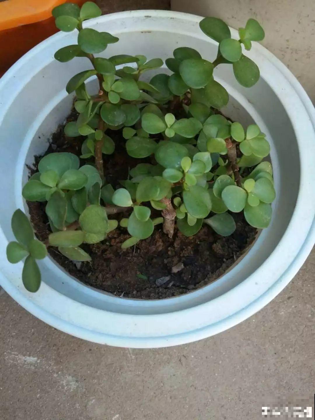 这6种花，现在扦插最好活，摘片叶子照样生根！