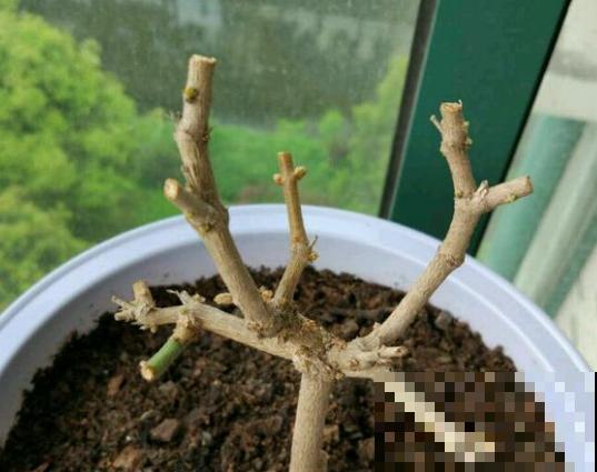 家里养茉莉花，什么时候换盆和修剪，才能长得郁郁葱葱？