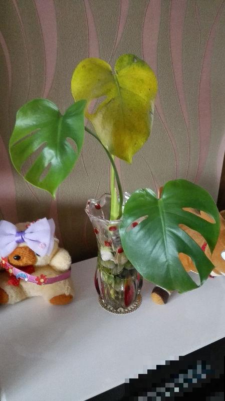 这花真省心，掐个枝条插水里，半个月就窜出新芽