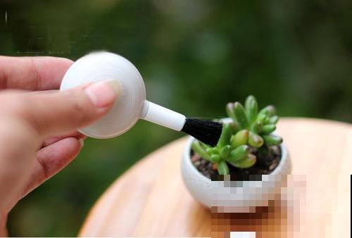 角落里的多肉几天没管，长了一层“面粉”，再不急救就没治了！
