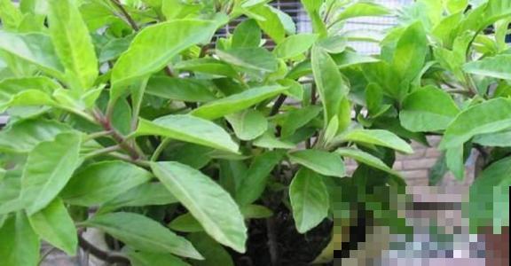 这菜国内遍地是，没想到在日本成了稀罕货，人人抢着吃！