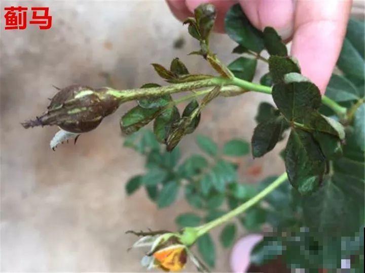 花变成这样，立马剪撒点粉，否则撑不过7天！