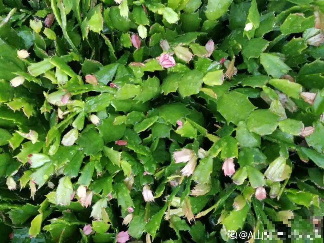 给蟹爪兰用点它，不伤根，春天还能接着往外冒花苞！