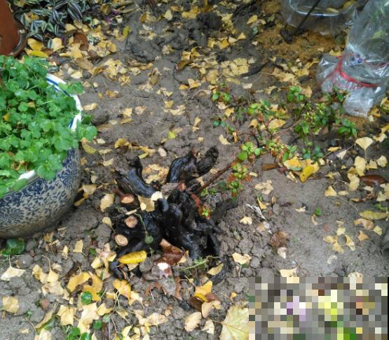 老桩杜鹃真难养，不要折腾，越折腾死得越快！