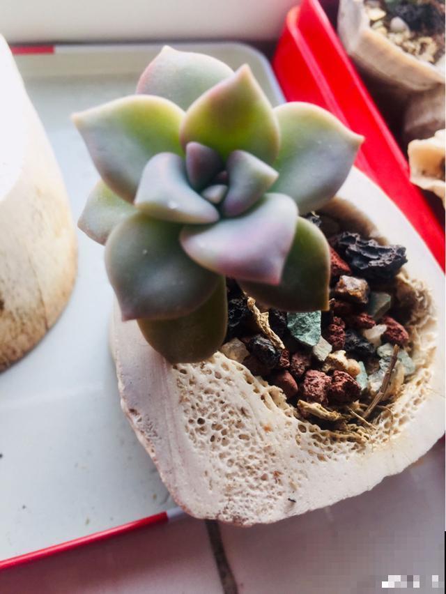 一次疫情，荒芜不了整个春天，阴霾会过去，鲜花也会盛开！