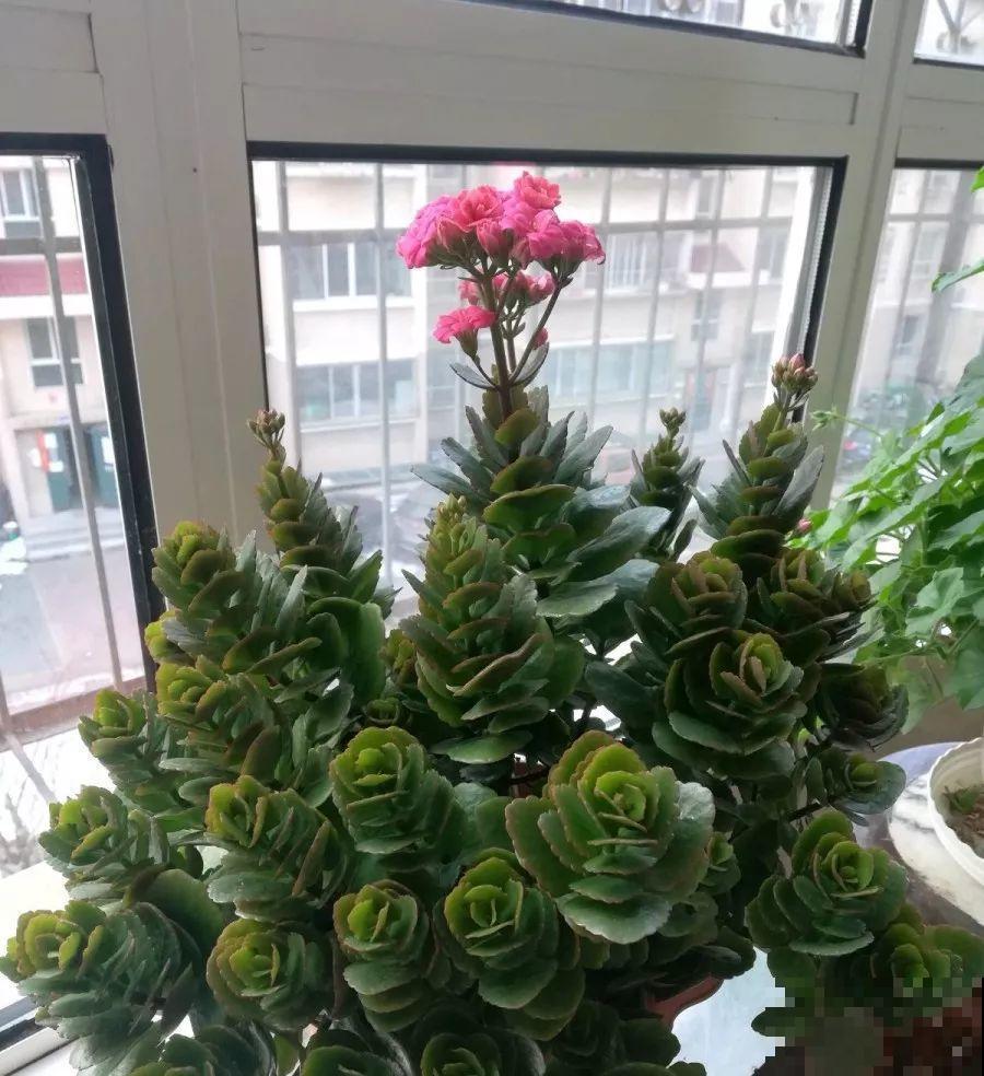 5年的长寿老桩，只开了一朵花，想扔又舍不得！