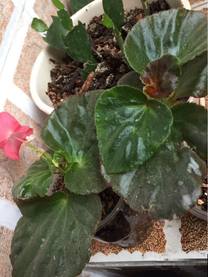 原来这花真的能连开四季，只要做好这件事，过年谁见了都羡慕！