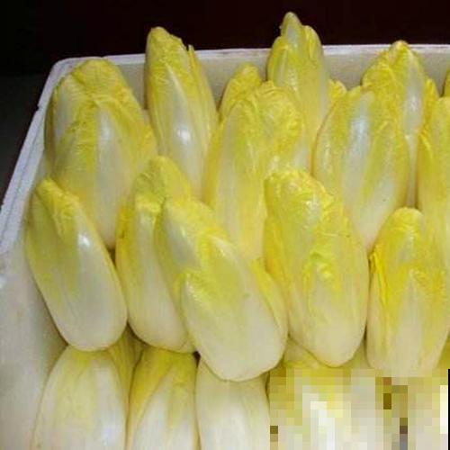 买几棵这蔬菜，简直是拥有聚宝盆，吃完还能往外长！