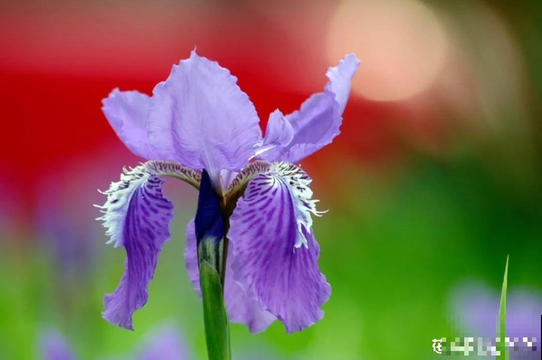 15种花，2020年很流行，许多都是新面孔，养了就上瘾！