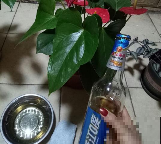 2种液体擦叶子，叶片跟打蜡似的，光泽感十足！