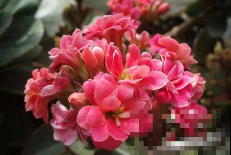 长寿花品种这么多，你只认识一种，太可惜！