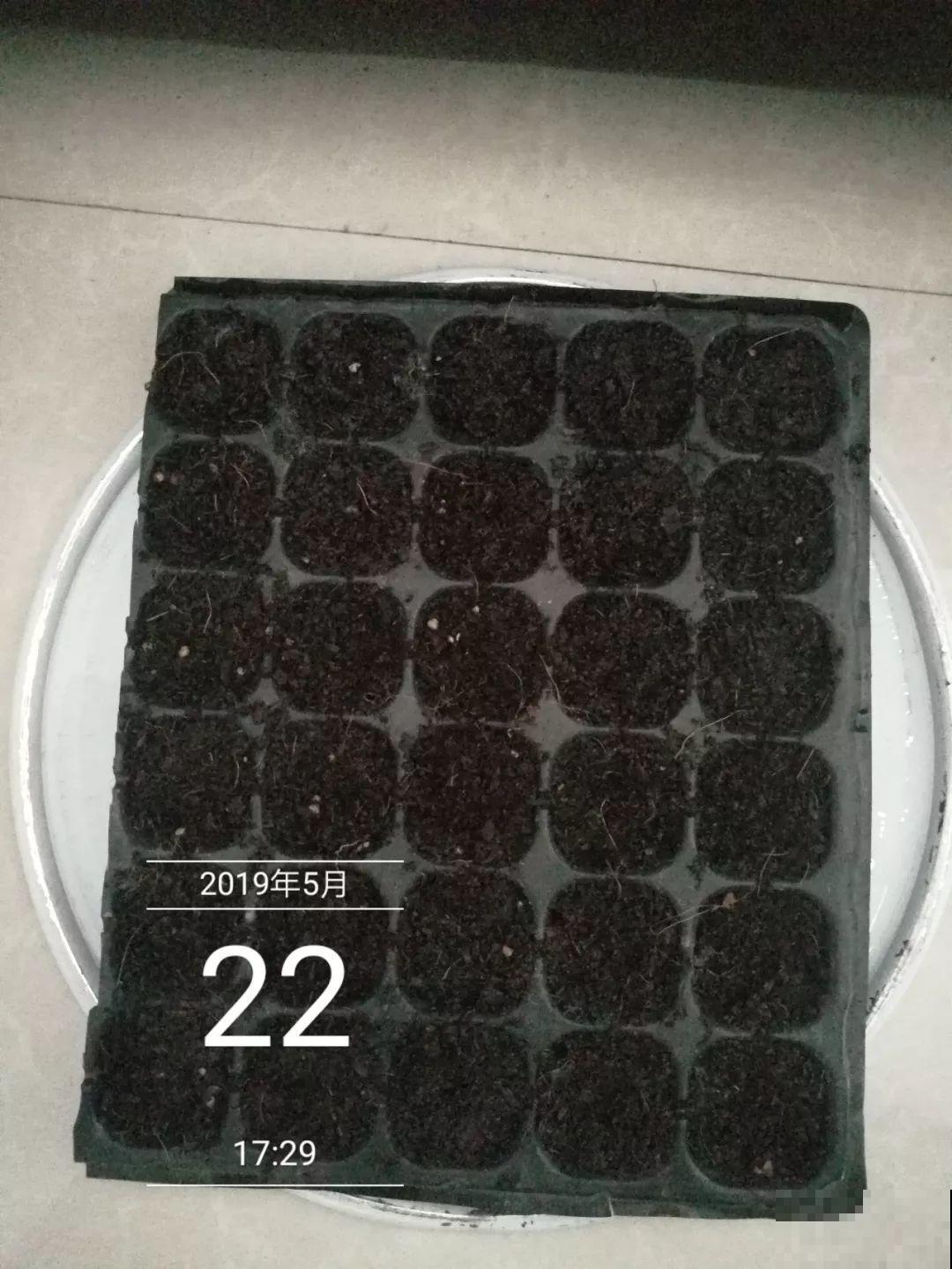 这花特好养，撒一把丢土里，冒出一堆新芽！
