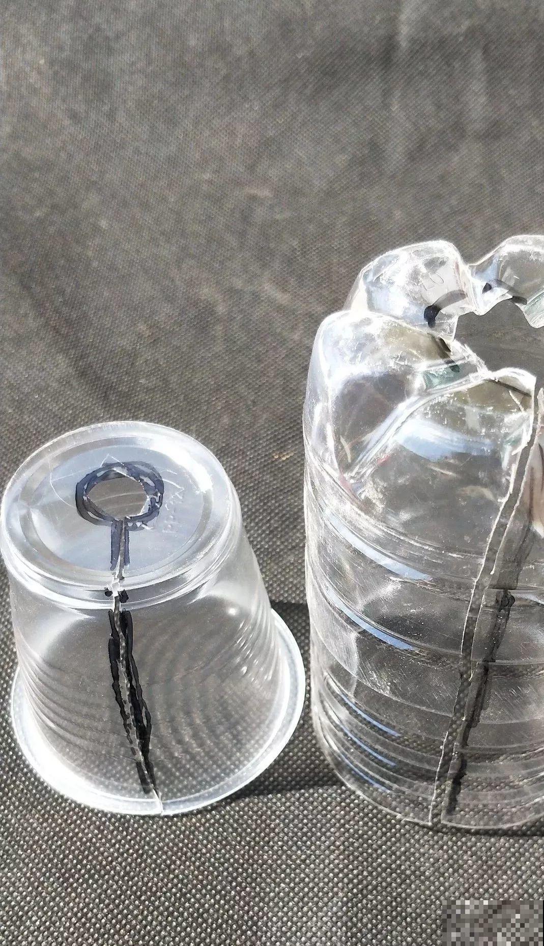 三角梅、月季用最简单的扦插法，塑料瓶套上就生根，懒人也会做！