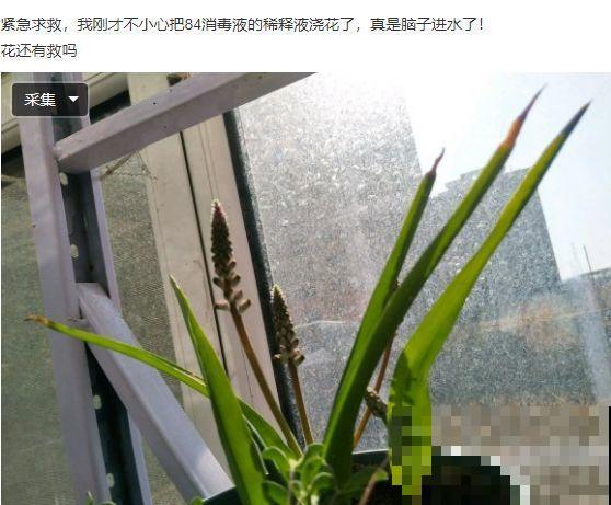 小心点，给花浇上84消毒液，直接活不过3天！