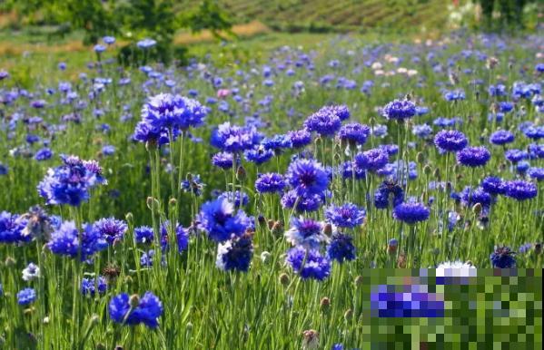 这8种“路边花”，春天最早开放，你能认出来几种？