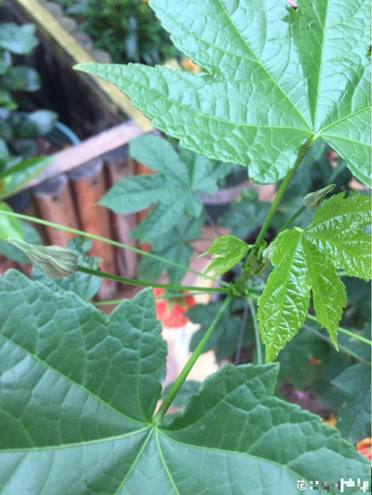 日这花开花像小铃铛，一年能开5个月，真“超长待机”