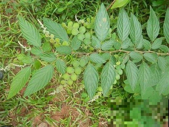 这野草长得好奇怪，一根枝条两种叶，而且还有大作用！
