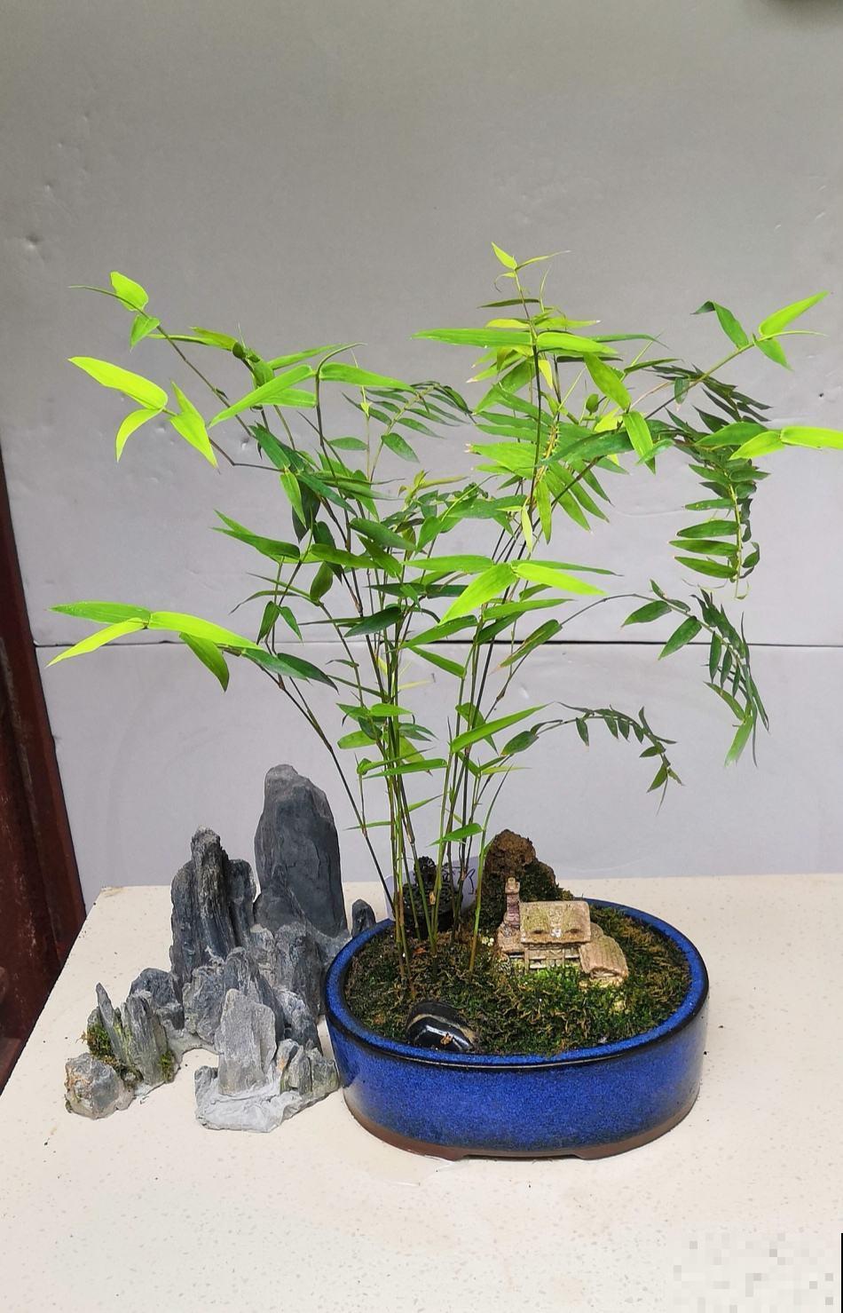 这种竹子真“贵气”，气质一级棒，养在家里特上档次