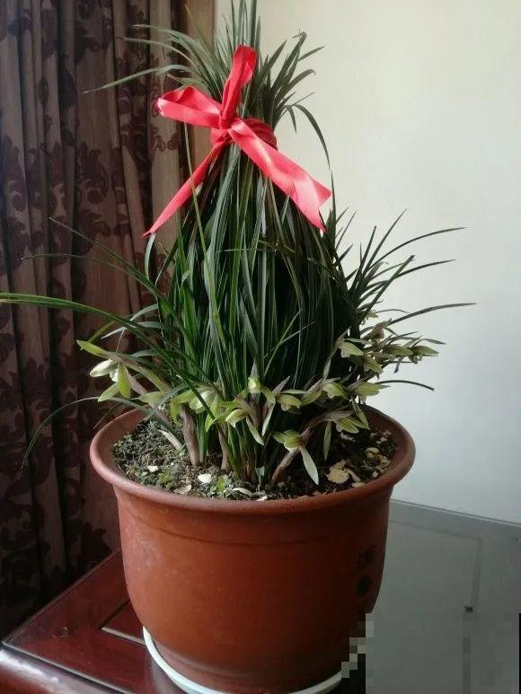 1棵长寿花，冒出124个花箭，开花开成大锅盖，咋养的？